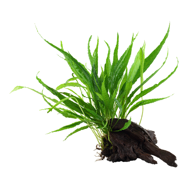 Tropica Microsorum Pteropus XS på trærod